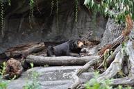 animal-bear-black-bear-zoo-256219.jpg