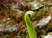 fern-leaf-fern-leaf-plant-foliage-644594.jpg