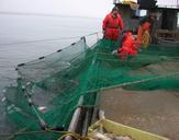 Employees working on fishing boat working with tribal partners.jpg