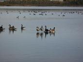 geese-canada-goose-waterfowl-bird-679359.jpg