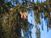 cones-christmas-tree-spruce-sky-792738.jpg