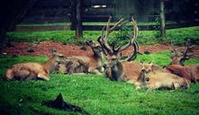 deer-horns-animals-nature-490731.jpg