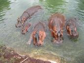 hippo-africa-grey-wild-mammal-391477.jpg