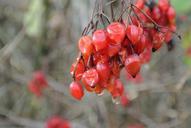 berries-red-rowanberries-nature-247380.jpg