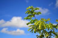 acacia-blue-sky-nature-tree-green-931816.jpg