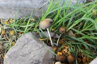 fungus-mushroom-nature-spring-613894.jpg