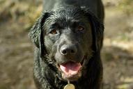 dog-labrador-language-hair-wet-657581.jpg