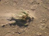 sand-dune-grass-sand-beach-plant-651415.jpg