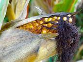 corn-on-the-cob-corn-hair-482454.jpg