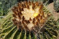 cactus-succulents-decor-botanical-1536134.jpg