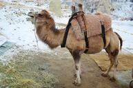 camel-animal-mammal-travel-safari-722620.jpg