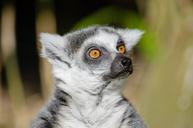 lemur-ring-tailed-lemur-primate-1014203.jpg