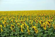 sunflowers-field-yellow-summer-705713.jpg