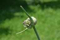 garlic-blossom-bloom-leek-spice-874740.jpg