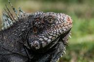 iguana-the-lizard-lizard-animal-614870.jpg