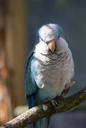 feathers-parakeet-small-parrot-bird-1562287.jpg