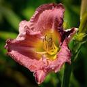 lily-flower-purple-nature-botany-411792.jpg