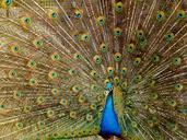 peacock-plumage-bird-peafowl-536478.jpg