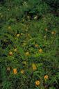 Clusters of orange yellow orchid blossoms on stems among ferns.jpg