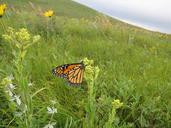 monarch-butterfly-macro-insect-699556.jpg