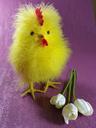 easter-chicks-chicken-hahn-cute-631510.jpg