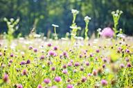 wildflowers-meadow-tall-grass-817178.jpg