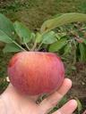 apple-fruit-red-orchard-leaves-451276.jpg