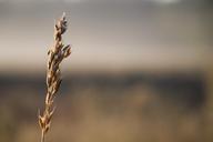 weeds-mucha-autumn-bronze-1711464.jpg