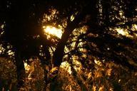 dusk-jungle-nature-paraguay-184617.jpg