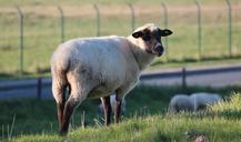 sheep-animal-wool-nature-livestock-530454.jpg