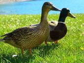 ducks-mallards-drake-bird-nature-475788.jpg