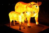 cow-lantern-festival-547064.jpg