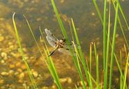 dragonfly-pond-insect-flight-insect-353064.jpg