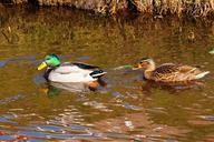 ducks-pair-couple-plumage-bill-642710.jpg