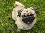 pug-purebred-dog-beige-cute-funny-1534686.jpg