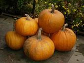 pumpkin-autumn-harvest-october-483194.jpg