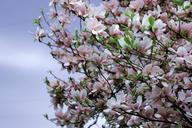 magnolia-tree-spring-pink-1358479.jpg