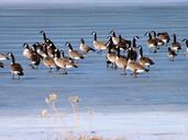 geese-ice-lake-winter-cold-533197.jpg