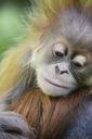 orang-utan-baby-red-fur-ape-1294838.jpg