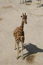 giraffe-baby-giraffe-savanna-358757.jpg