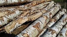 tree-trunks-wood-heat-burn-623894.jpg