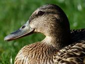 mallard-female-anas-platyrhynchos-357792.jpg