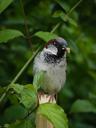 sparrow-bird-feathers-nature-fauna-806082.jpg