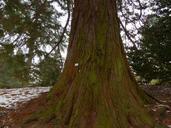 mountain-redwood-giant-redwood-93721.jpg