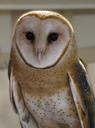 owl-barn-owl-feathers-raptor-bird-964216.jpg