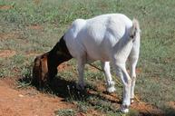 goat-domestic-white-996776.jpg