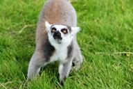 lemur-wildlife-primate-nature-1575204.jpg