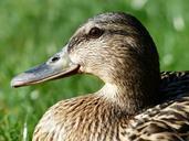 mallard-female-anas-platyrhynchos-357789.jpg