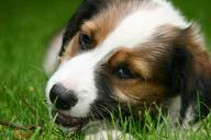 puppy-dog-pet-animal-meadow-head-228693.jpg