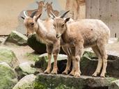 goats-stone-billy-goat-nature-1617707.jpg